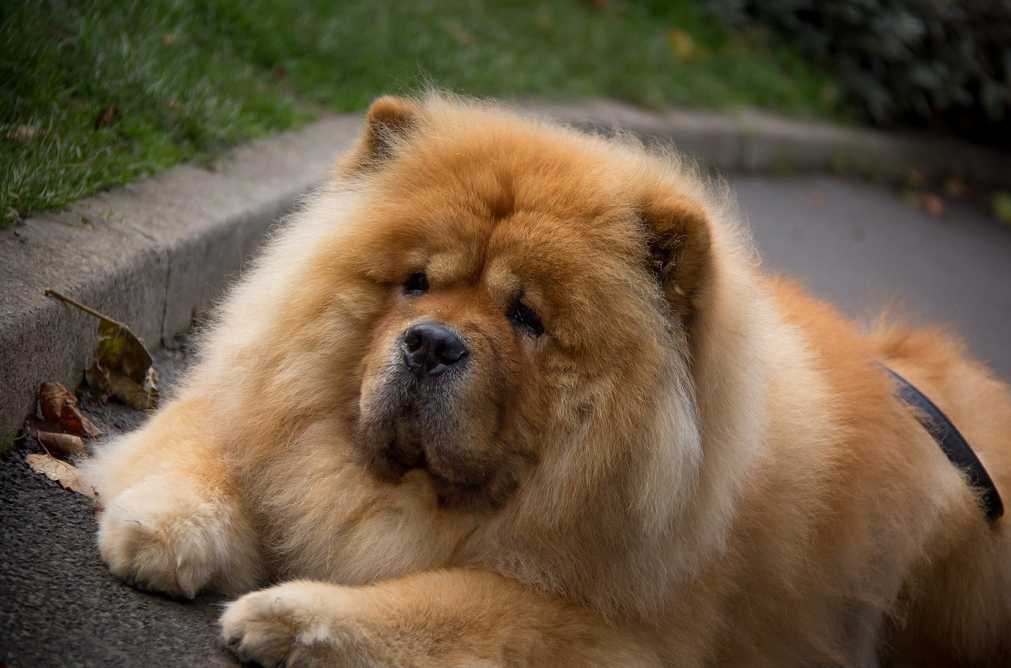 Собака породы чау-чау: как ухаживать за упрямым «медведем» с львиной «гривой»
