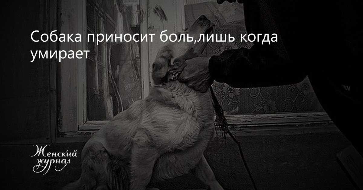 ᐉ как ведет себя собака перед смертью? - zoomanji.ru