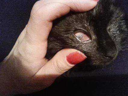 Белая пленка на глазах у кошки: причины и лечение