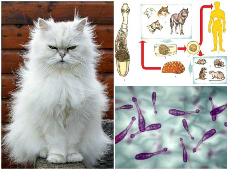 Может ли человек заразиться глистами от кошки?