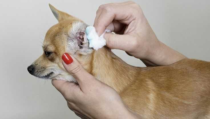 Как чистить уши собакам? как правильно очищать их в домашних условиях? можно ли использовать перекись водорода и хлоргексидин? как часто нужно чистить уши щенку?