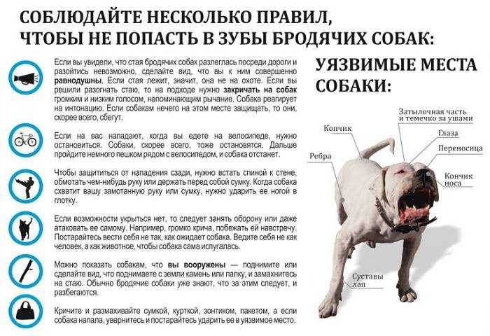 Как наказать собаку за непослушание — разрешенные и запрещенные способы - truehunter.ru