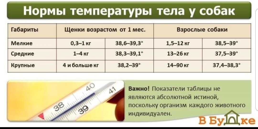 Нормальная температура тела у собак: измерение, причины повышения