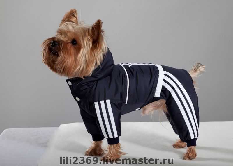 ᐉ летняя одежда для собак - ➡ motildazoo.ru