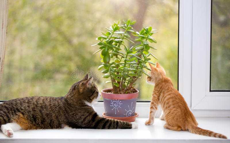 Но какую траву любят кошки, зачем она им нужна и подойдет ли любая «зеленка» - в этом лучше разобраться до того, как предлагать любимцам растения, заведомо опасные для здоровья.