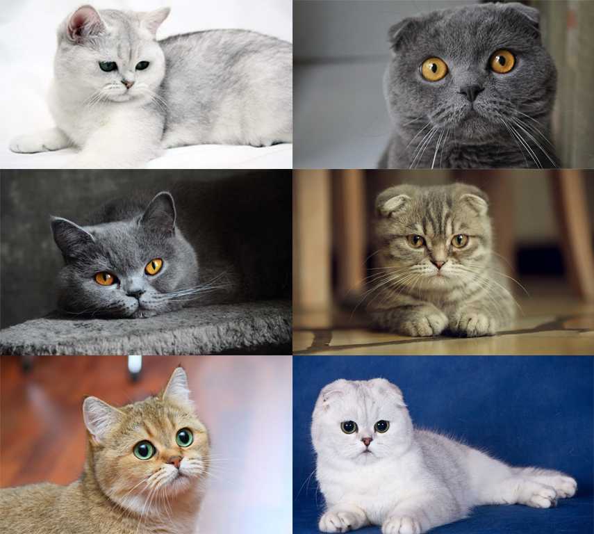 Шотландская вислоухая кошка: характер, описание породы, чем кормить | zoosecrets