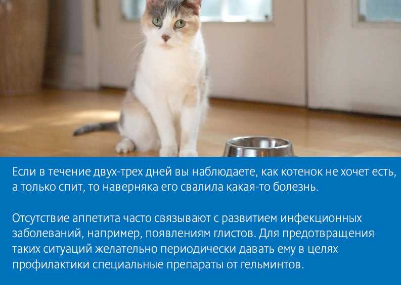 Вы заметили, что ваша кошка не ест и не пьет несколько дней Возможно, ваш домашний питомец сильно вялый и только лежит в одном месте