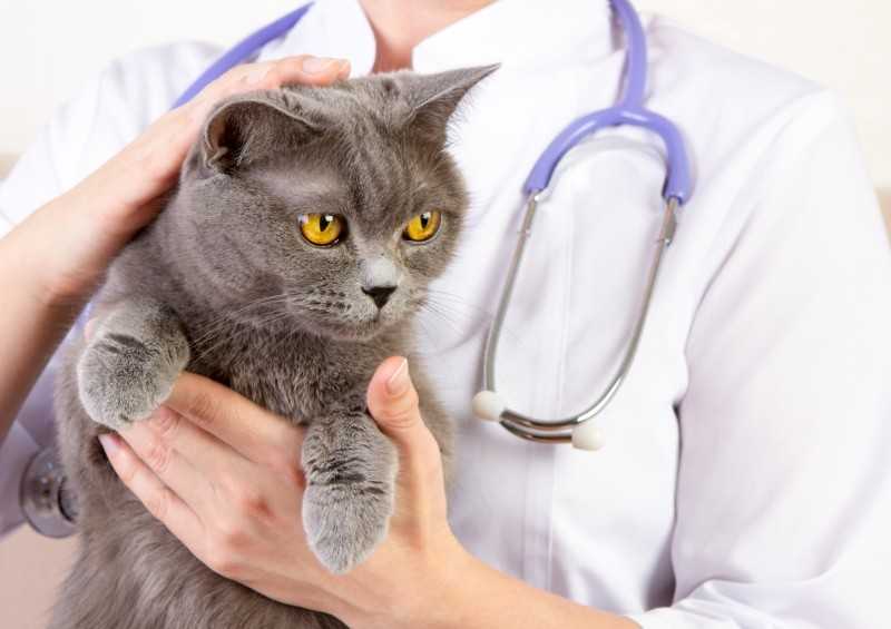 Микроспория у собак и кошек: причины, симптомы, диагностика, лечение
