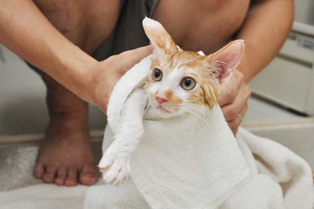Как помыть кота: правильная организация процедуры, аксессуары