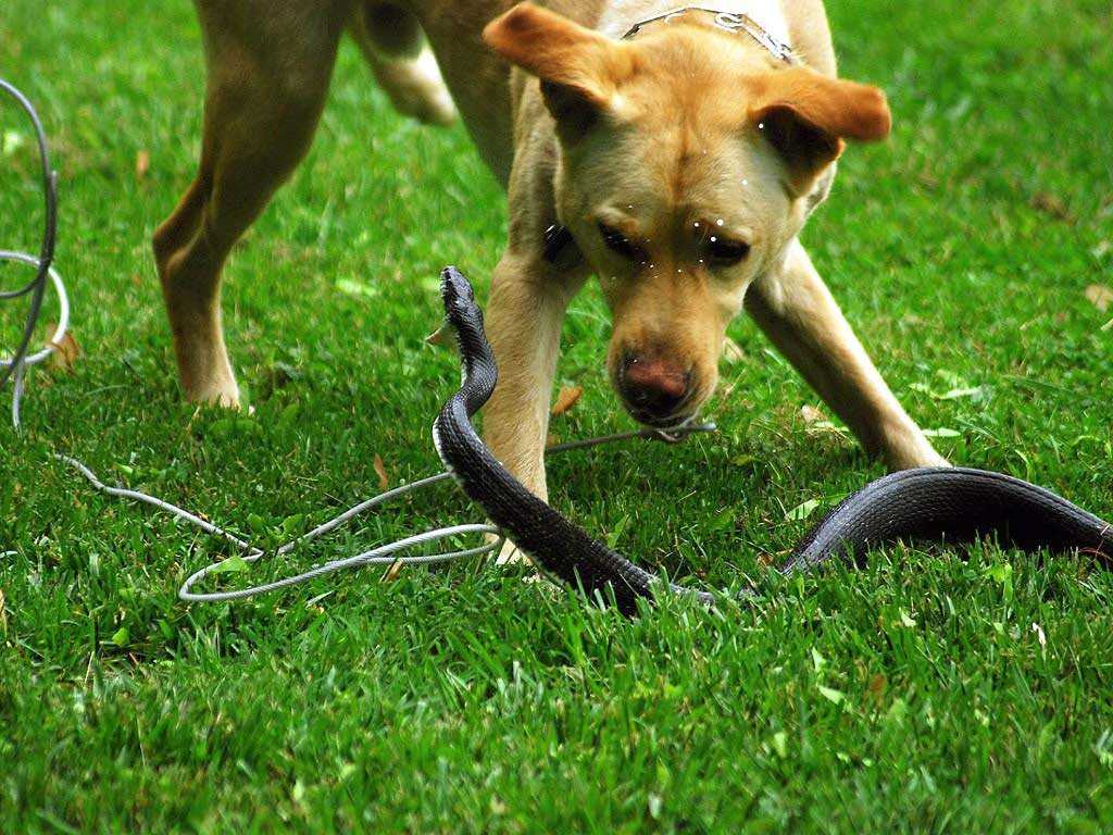 Почему собака ест землю или камни: причины и способы отучения