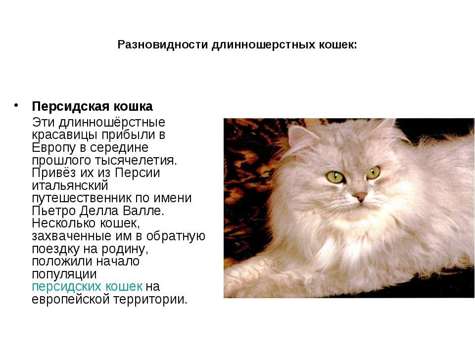 Мейн-кун: 120 фото, характеристика породы больших кошек, возможные болезни, выбор котенка, цена, содержание