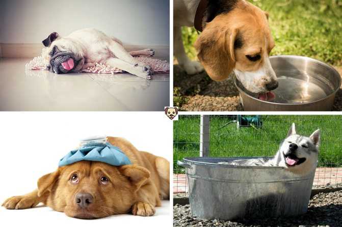 Потеют ли собаки: особенности физиологии и терморегуляции вашего питомца