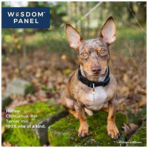 Вест-хайленд уайт терьер: описание, фото, характер, особенности ухода за породой собак
