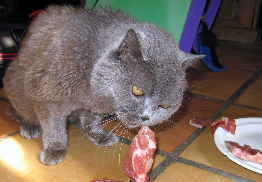 Можно ли котенку сырое мясо?