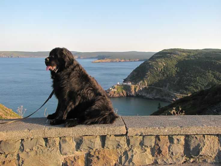 Ньюфаундленд – энциклопедия о собаках