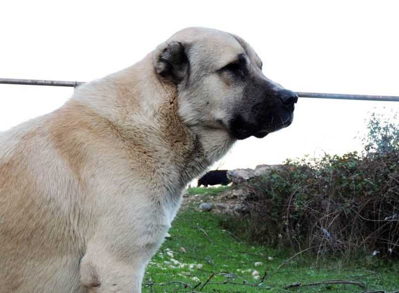 Гампр — армянский волкодав собака. описание, особенности, уход и цена гампра
