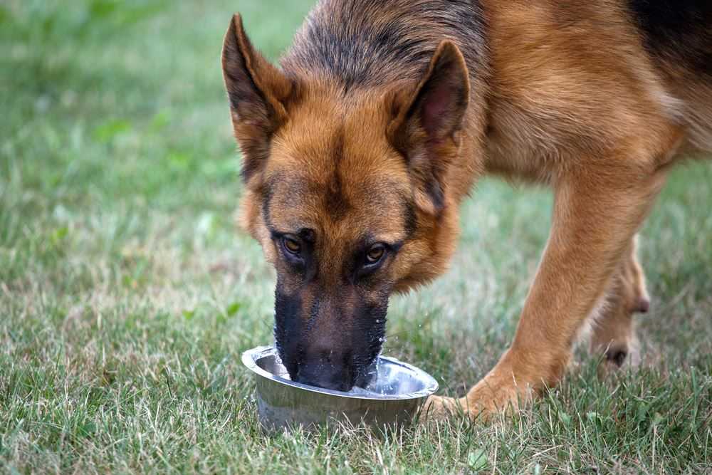 Почему собаки едят землю и как на это реагировать?