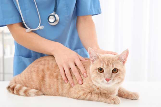 Болезни кастрированных котов: симптомы, особенности лечения - подробное описание заболеваний после кастрации