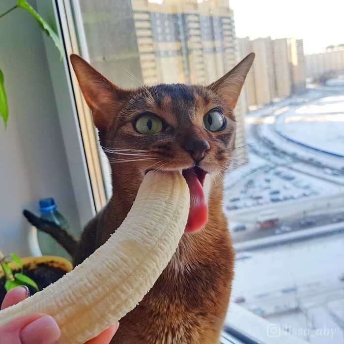 Можно ли кормить кошку бананами