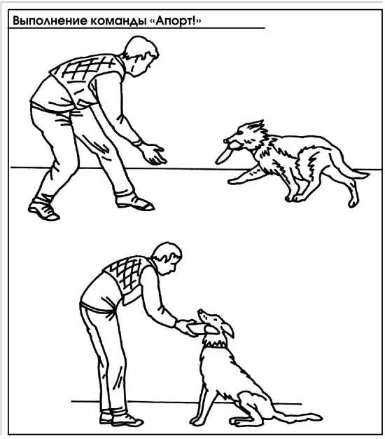 Как научить собаку выполнять кувырок: 12 шагов
