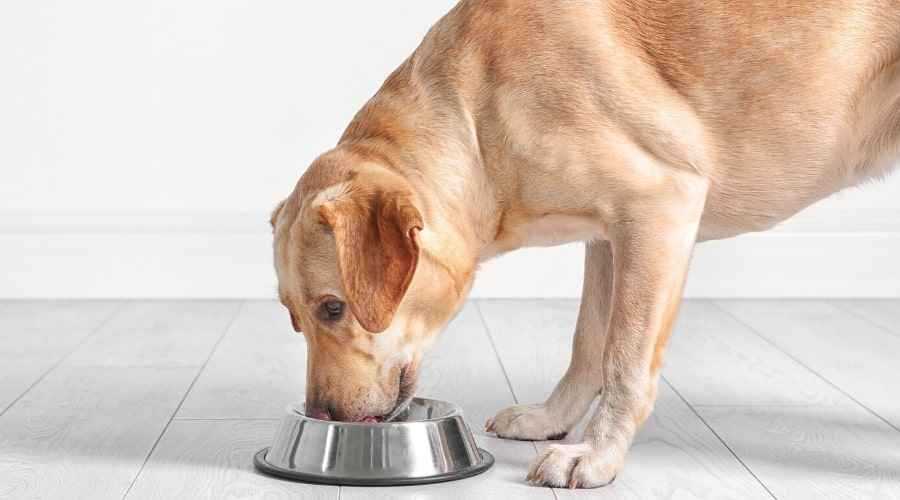 Почему собака или щенок ест землю: опасные и неопасные причины, 3 основных направления борьбы с поеданием земли и камней