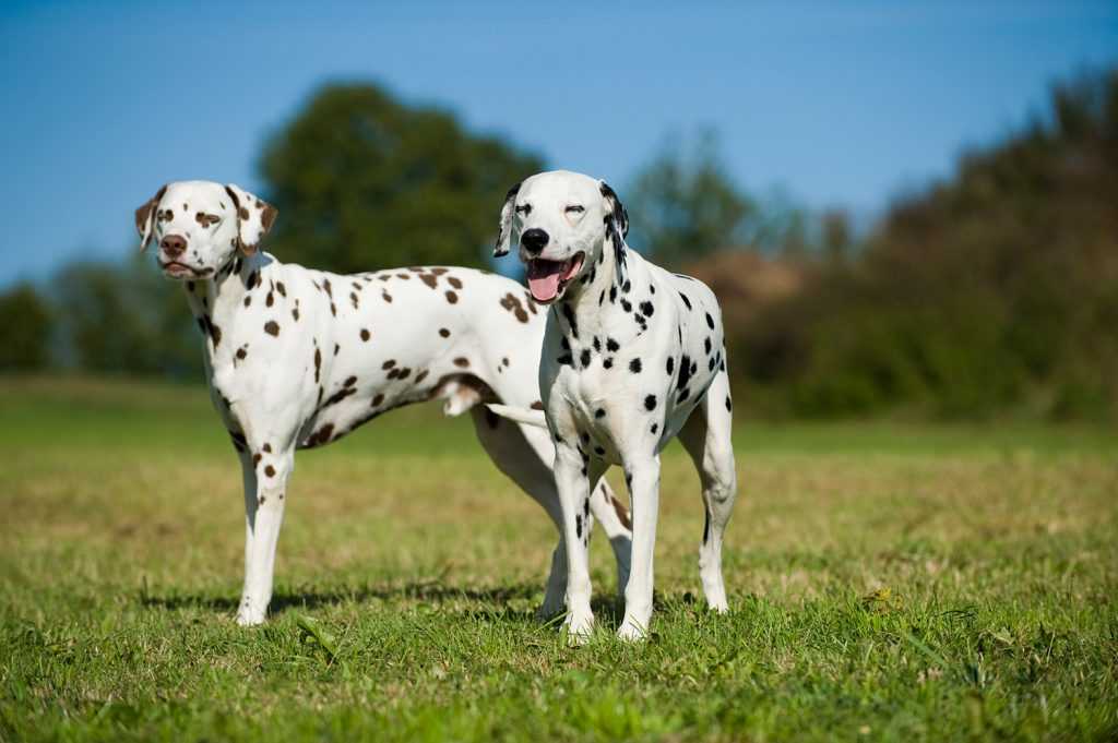 Далматин - уход за породой и особенности содержания собаки в домашних условиях (110 фото)