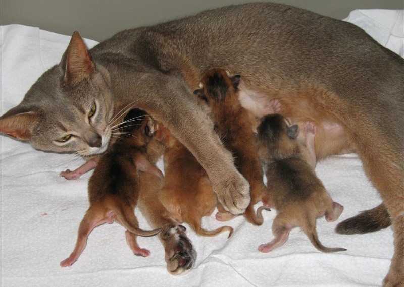Патология родов у кошек — причины, виды, описание