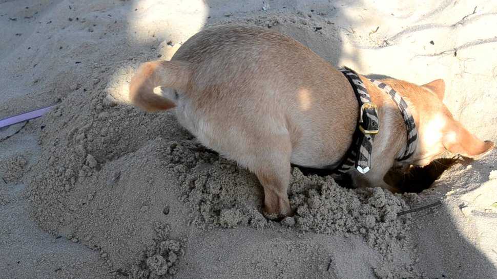 Почему собаки роют землю и как отучить собаку копать?