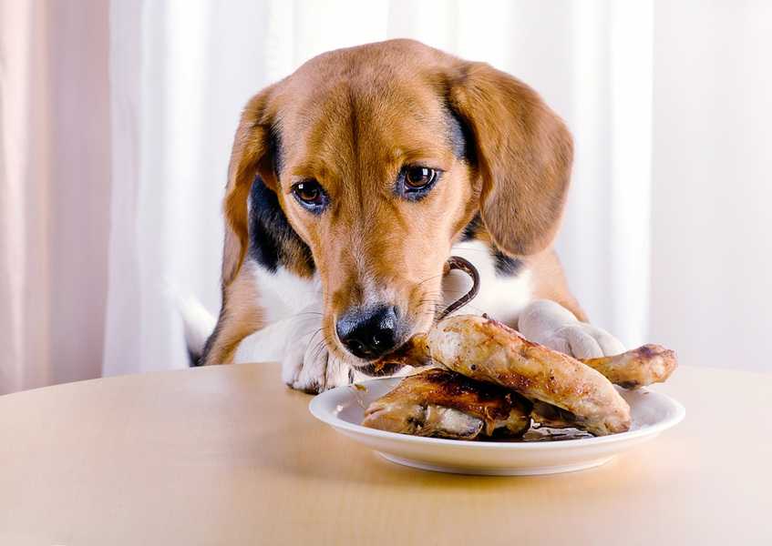 Почему ваша собака так быстро ест и как ее замедлить