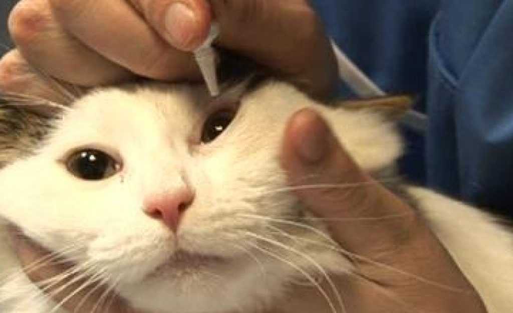 Кот чихает: возможные причины и что делать | блог ветклиники "беланта"