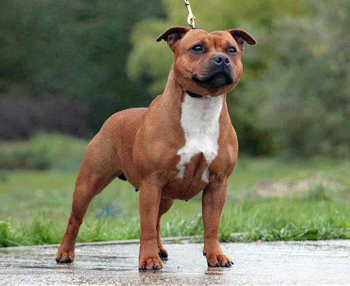 Собака — американский стаффордширский терьер: характер, уход, здоровье, особенности и описание породы, окрас, фото, отзывы владельцев