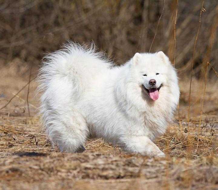Самоедская собака – белоснежный добряк с озорной улыбкой