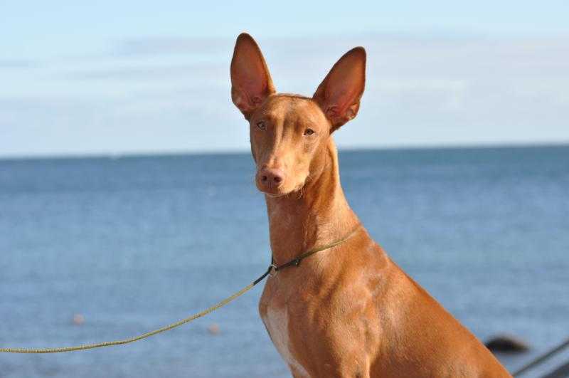 Фараонова собака: фото и описание породы, содержание, цена и уход