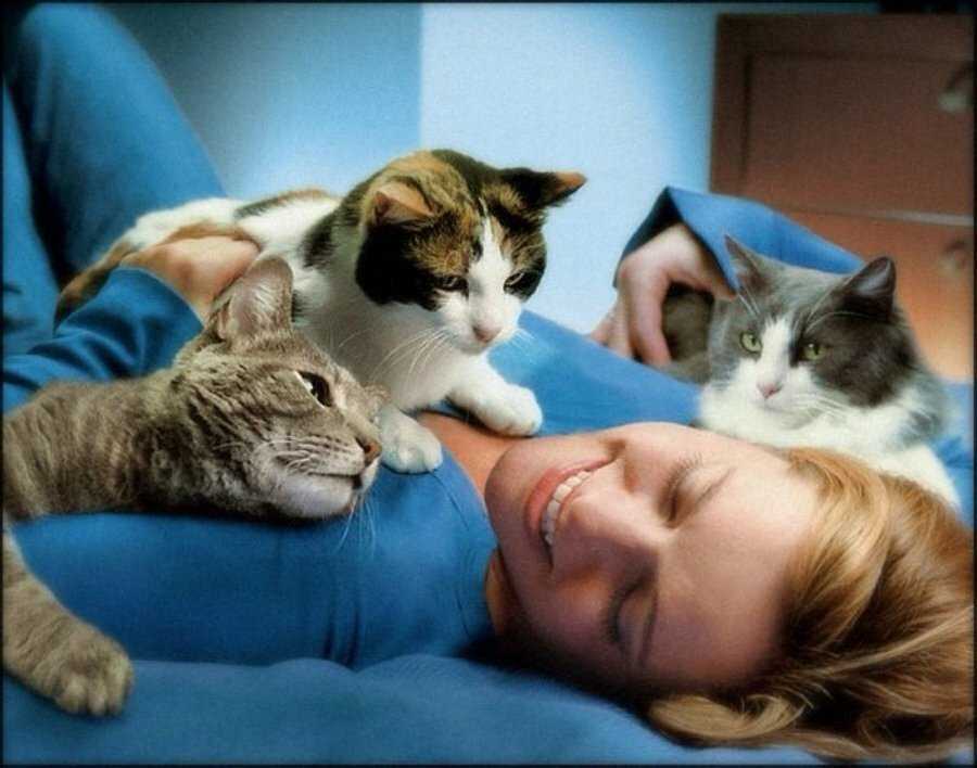Как понять, что кошка вас любит ~ коточек