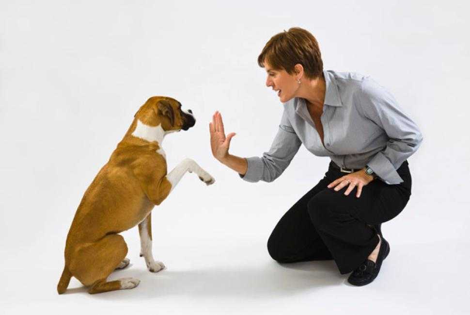 Как отучить собаку напрыгивать на вас