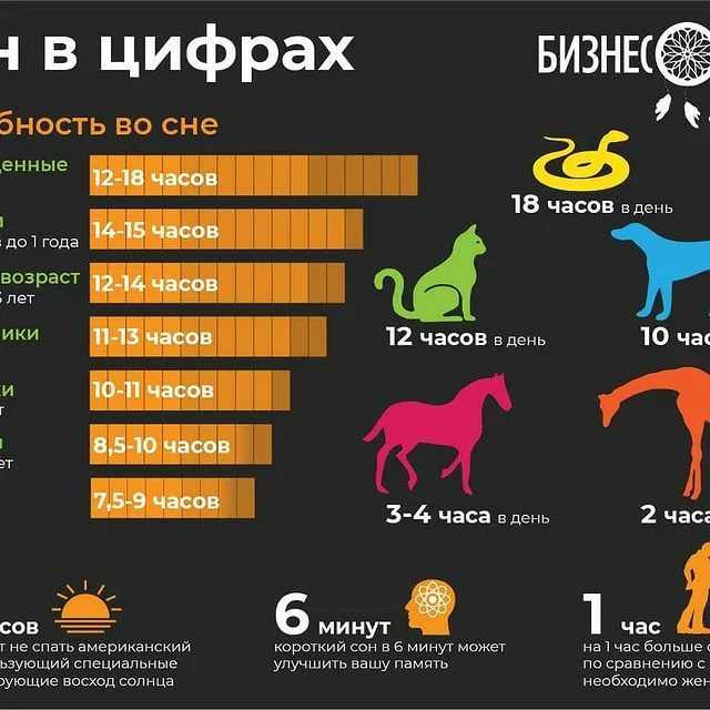 Сколько спят собаки в сутки: стадии сна, возраст, режим