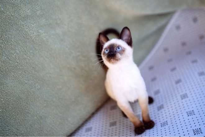 Сколько стоит сиамский котенок – актуальный вопрос, ведь эта порода кошек обладает уникальной внешностью и разносторонним характером.