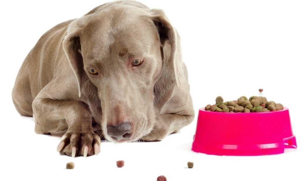 Как откормить собаку с истощением: симптомы и причины недостатка веса, чем кормить собаку, чтобы она поправилась – меню и рекомендации