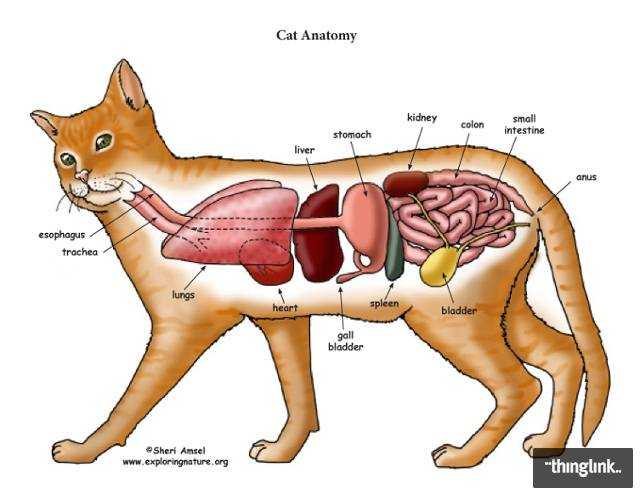 Анатомия кошки: особенности внутренних органов