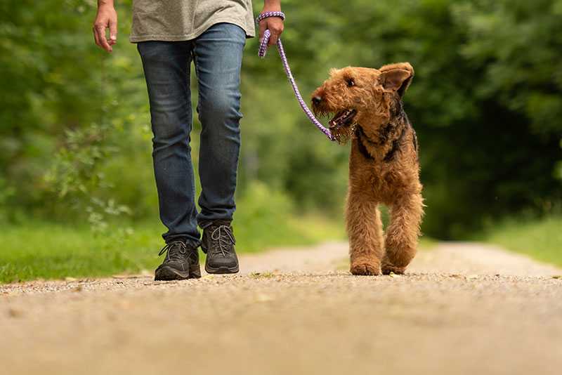 С какого возраста можно гулять со щенком на улице: окончание карантина и правила первой прогулки