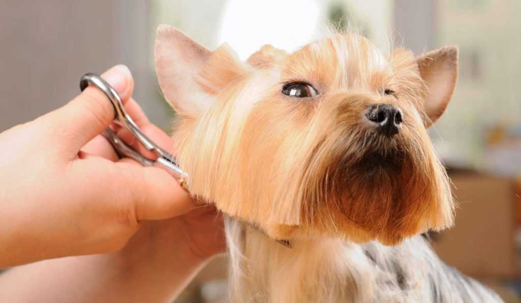Зуд у собаки после стрижки: почему чешется и что делать, как помочь