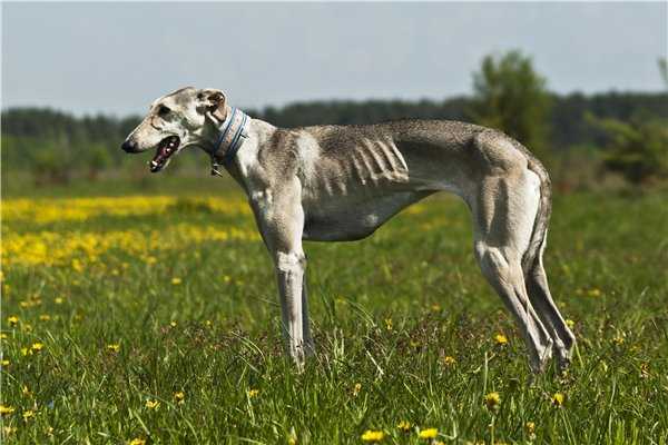 Характеристики породы собак азавак: здоровье и продолжительность жизни