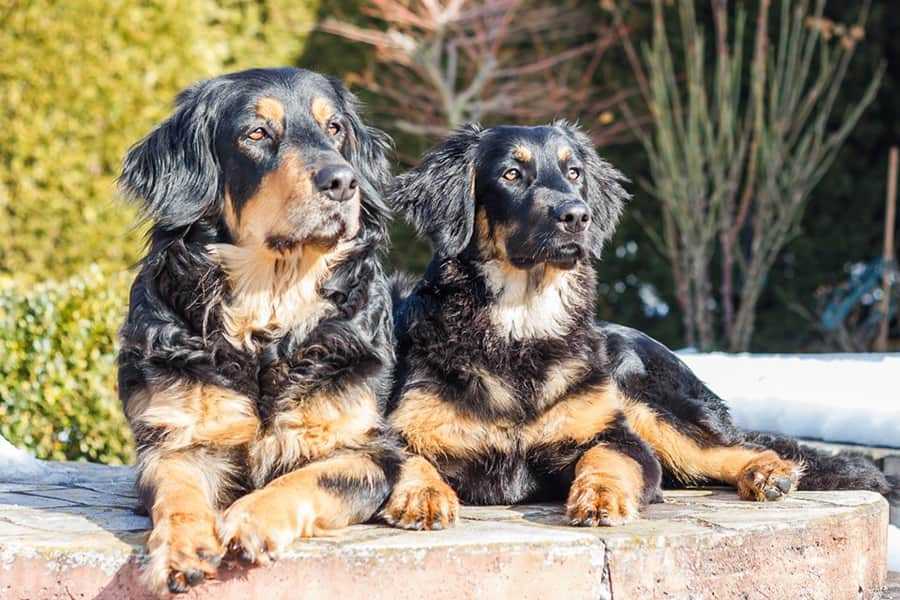 Домашний страж ховаварт – порода собак из германии: описание экстерьера, характер и навыки
