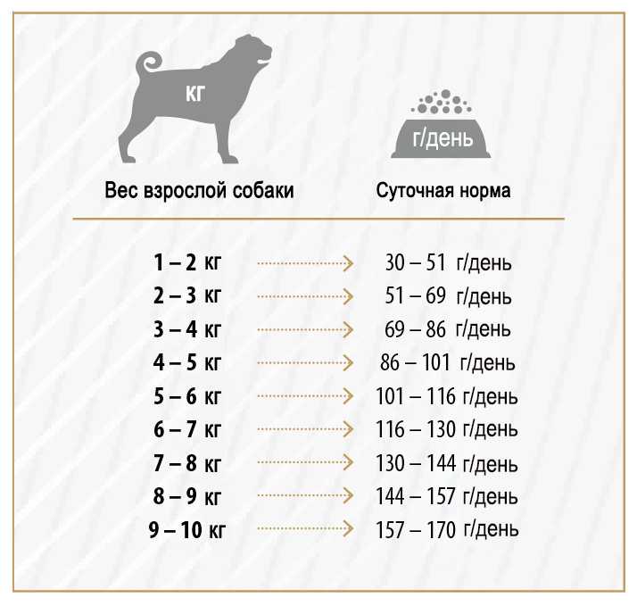 Возраст собаки по человеческим меркам таблица по породам