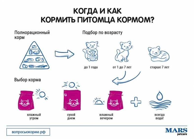 Чем и как кормить кошку правильно: что можно давать и сколько на supersadovnik.ru