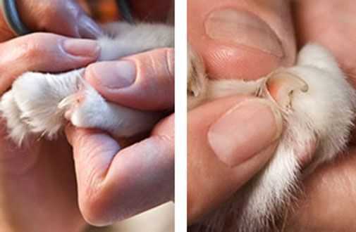 Кошачьи когти: значение, уход, можно ли стричь и удалять | блог ветклиники "беланта"