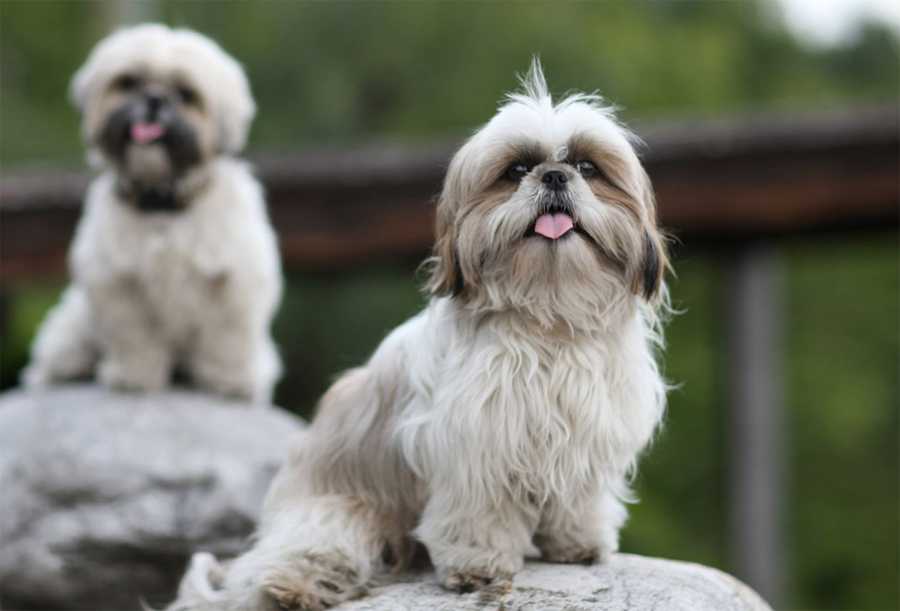 Ши-тцу: советы по выгулу собаки и содержанию дома + сколько живут и чем питаются, виды стрижек