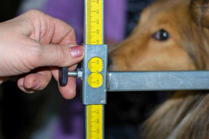 Как меряется рост собаки. местоположение холки у собаки и измерения. рост собак различных пород