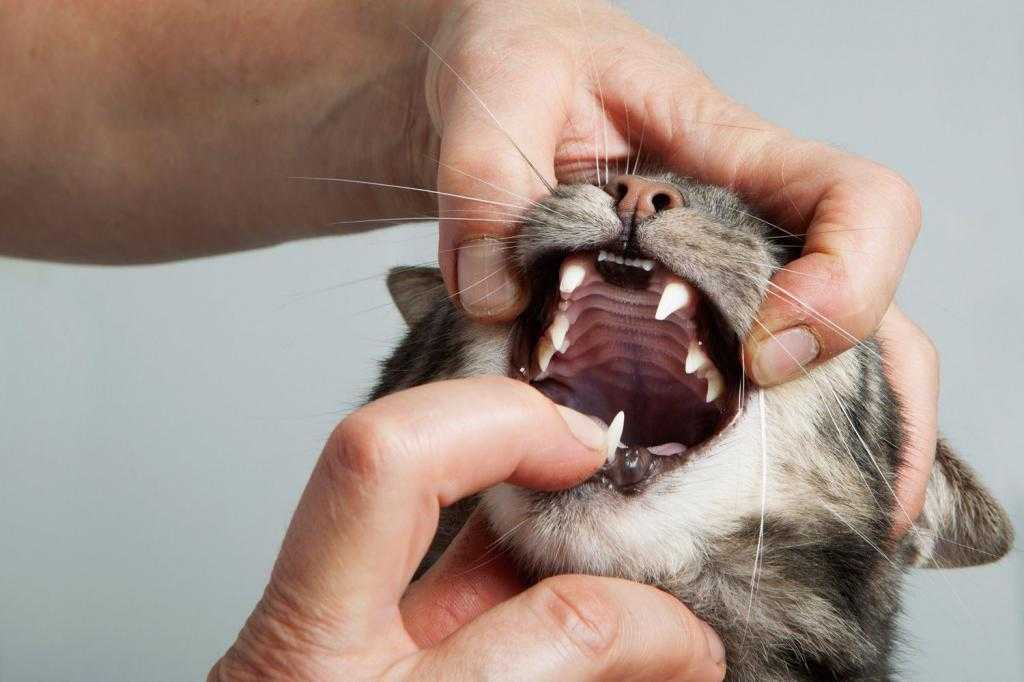У кота текут слюни изо рта - физиологические и патологические причины, диагностика и лечение