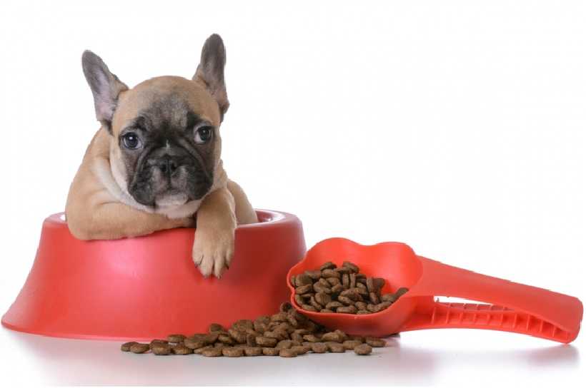 Приучаем собаку или щенка к сухому корму: правила перехода на промышленные корма